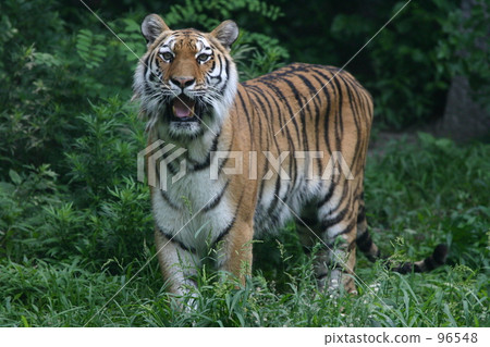 Amur Tora (Tennoji Zoo) Amur Tora (Tennoji Zoo) 96548