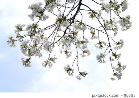 Cherry Blossom Cherry Blossom 96583