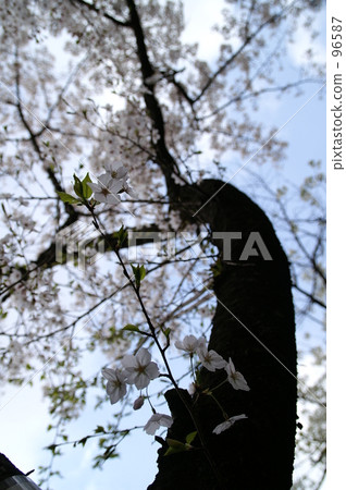 Look up at the cherry tree Look up at the cherry tree 96587