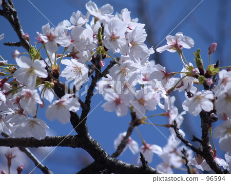 Aozora · Sakura Aozora · Sakura 96594