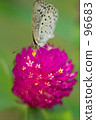 Thunder and red butterfly 96683