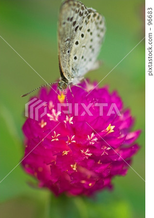 Thunder and red butterfly Thunder and red butterfly 96683