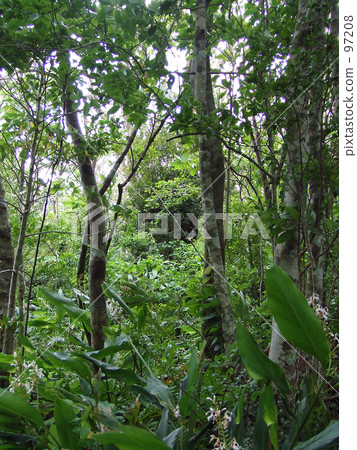 Fern jungle - Kim Sogoh 11 - Fern jungle - Kim Sogoh 11 - 97208