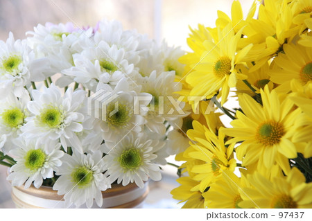 ornamental plant, spray mum, to hear 97437