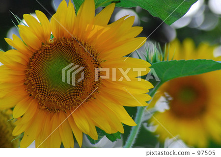 向日葵在看！ 97505