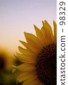 向日葵 98329
