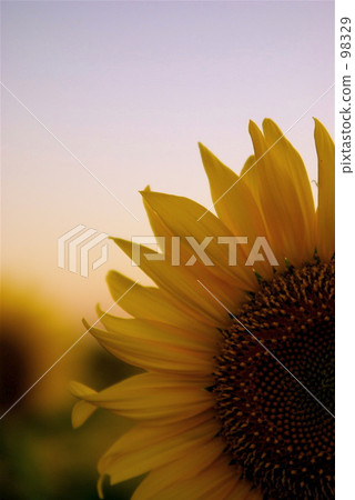 向日葵 98329