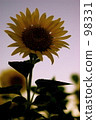 向日葵 98331