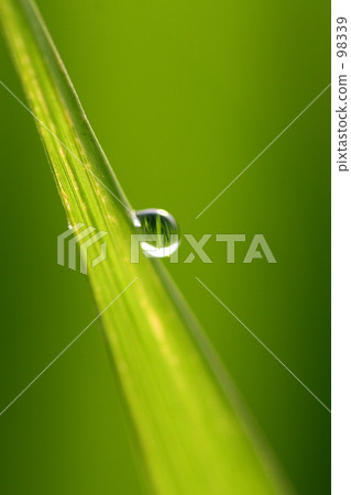drop, drip, dew drop 98339