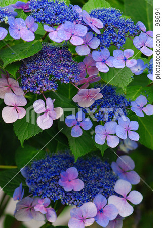 繡球花3 98694