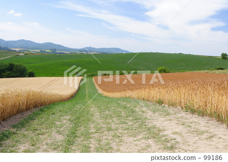 Road through the field Ⅱ Road through the field Ⅱ 99186