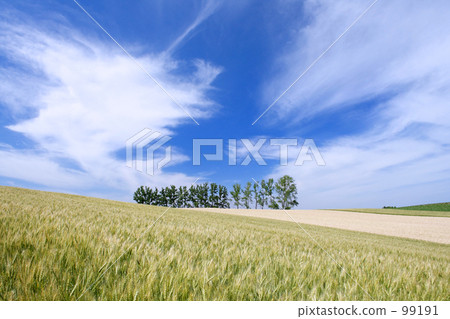 山Ⅳ的地毯 99191