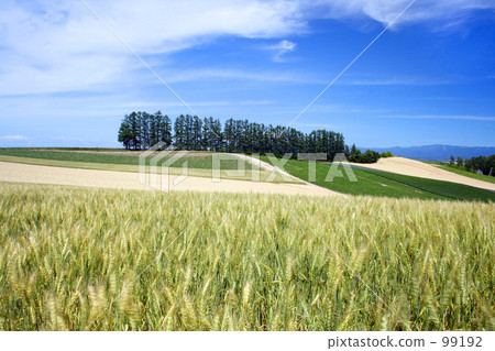 山Ⅵ的地毯 山Ⅵ的地毯 99192