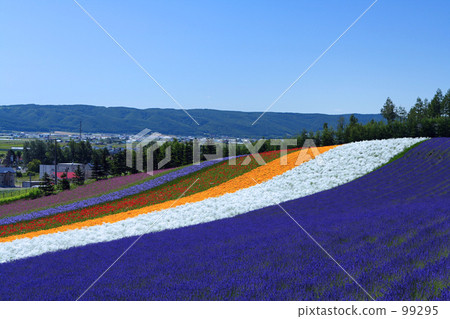coloring, brilliant, vivid 99295