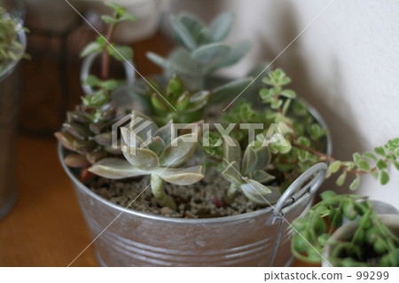Succulent plants Succulent plants 99299
