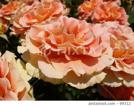 Roses of salmon pink Roses of salmon pink 99312