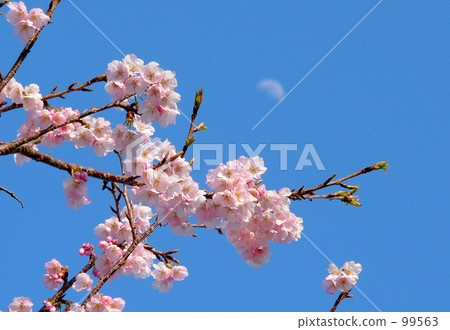 cherry blossom, cherry tree, sakura 99563