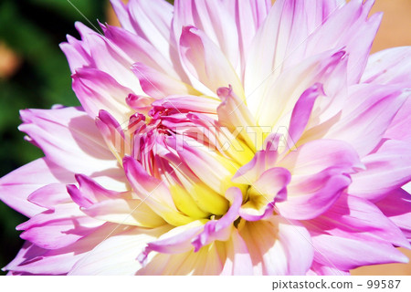 Dahlia 99587