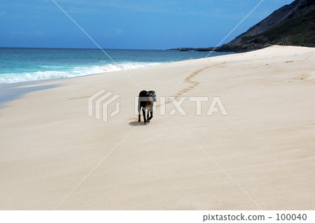 yokohama beach and dog 100040