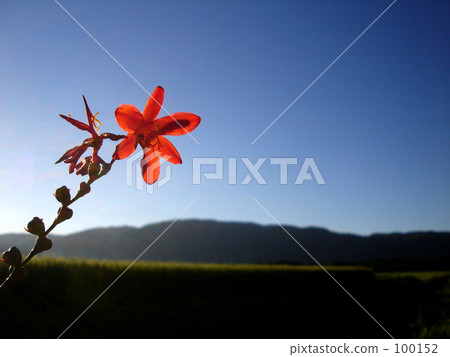橙花 橙花 100152