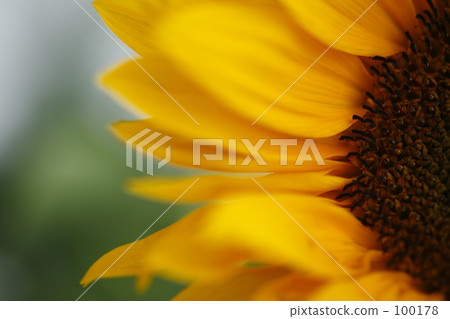 Sun Flower Sun Flower 100178