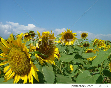 I going to meet you now 100295