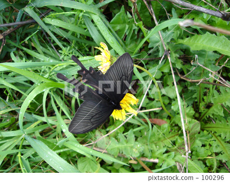 Protenor德米特里克拉默 100296