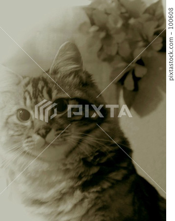 棕褐色的貓。 100608