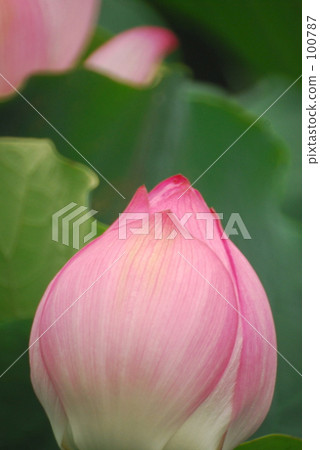 Lotus buds 100787
