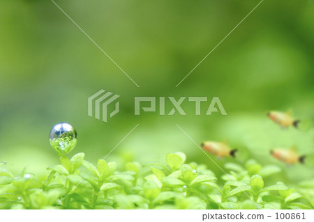 熱帶魚和光合作用 100861