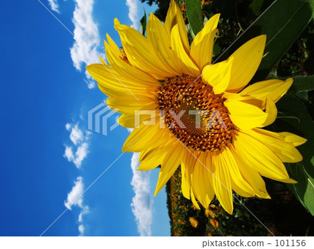 向日葵 101156