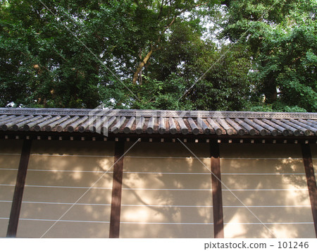 Morning Limited Forest Shadow Picture Screen 101246