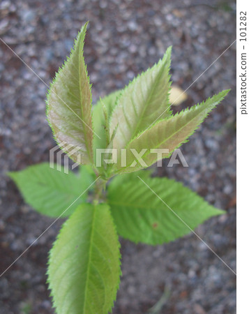 櫻花的幼樹盡你所能 櫻花的幼樹盡你所能 101282