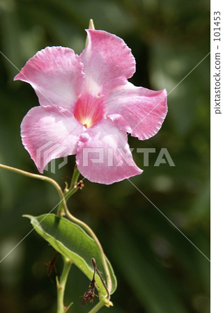 Mandevila 101453
