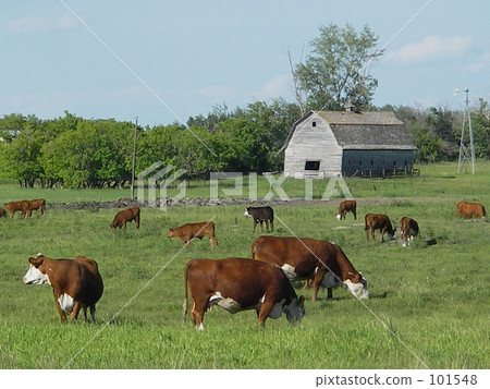 Cow and steppe 101548