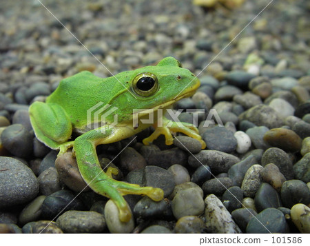 A frog A frog 101586