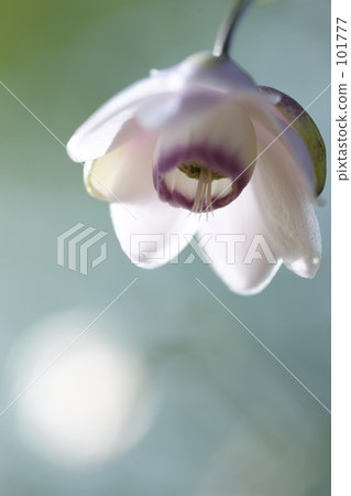 Renge goshoma 101777