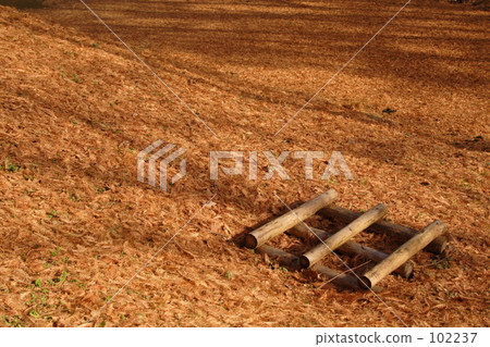 Metasequoia Carpet 102237