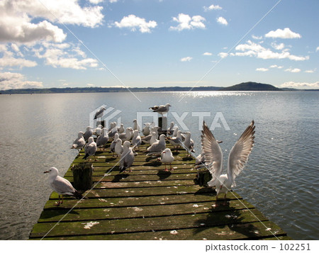 與海鷗的風景：碼頭 102251