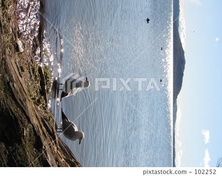 與海鷗的風景：在一棵大樹下 102252