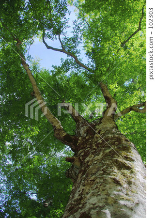 World Heritage Shirakami Mountain Mother Tree 102303