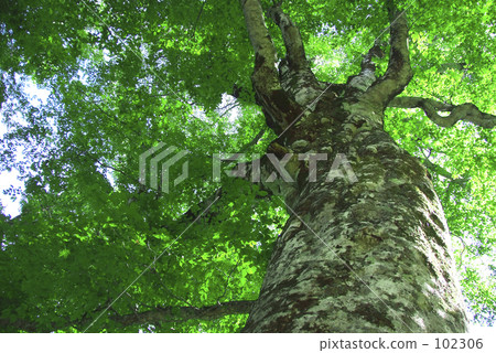 World Heritage Shirakami Mountain Mother Tree 102306