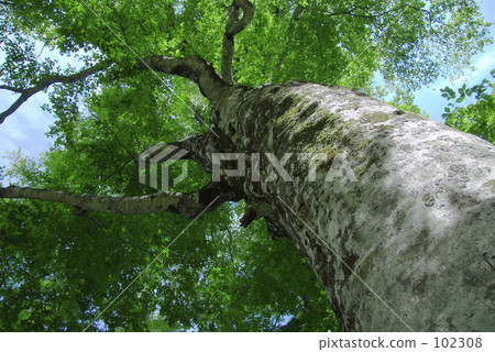 世界遺產白神山母樹 世界遺產白神山母樹 102308