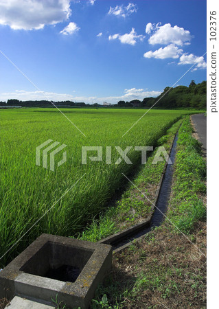 Summer sky and ear rice Summer sky and ear rice 102376