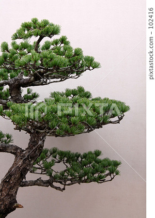 Pine Pine 102416