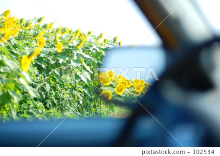Sunflower seen from the car Sunflower seen from the car 102534