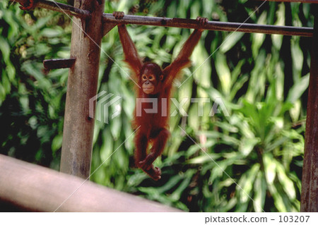 Orangutan Orangutan 103207