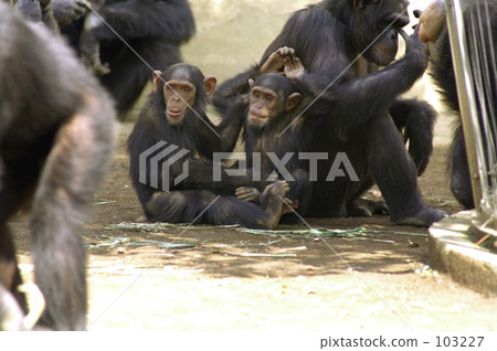 黑猩猩 黑猩猩 103227