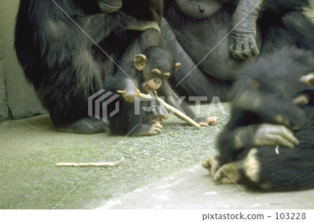 Chimpanzee Chimpanzee 103228