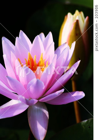 八月 荷花 黑色 103986